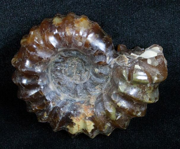 Polished Douvilleiceras Ammonite - Inches #3651